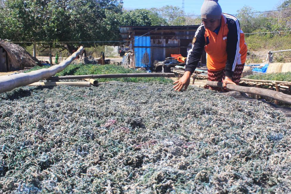 jasa undername ekspor